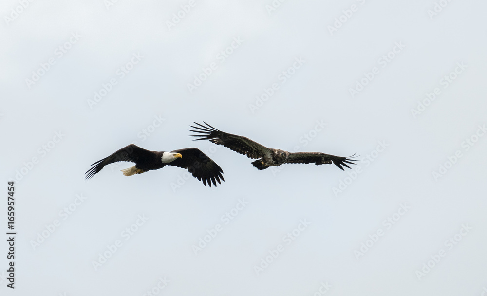 Sticker Mature and immature bald eagle