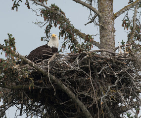 Bald eagle in a nest