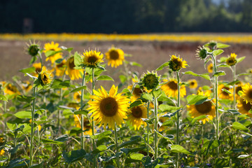 Fototapeta premium sunflowers in front of a field