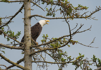 Bald eagle perched in a tree