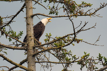 Bald eagle perched in a tree
