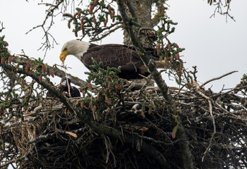 Bald eagle nest in Alaska