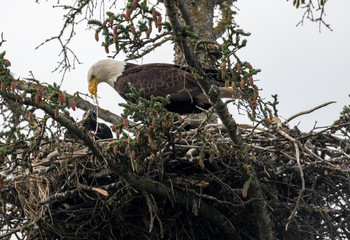 Bald eagle nest in Alaska