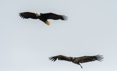 Mature and immature bald eagle