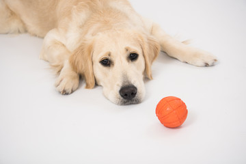 Golden retriever dog laying over white with a toy