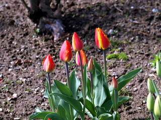 Tulpen rot/gelb