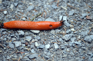 Rote Wegschnecke