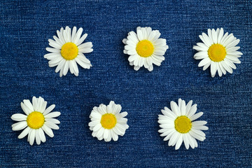 Collage with six chamomile flowers on blue denim background