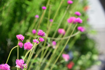 flower garden