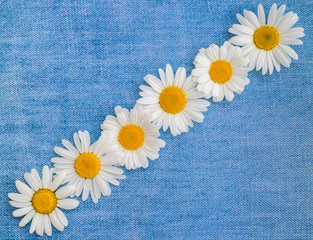 Six daisies on a diagonal on jeans. A composition of chamomiles.