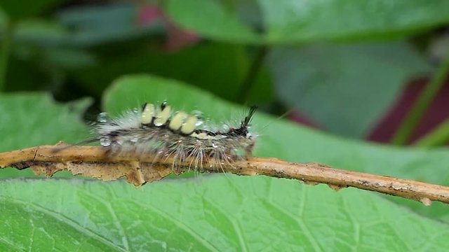 Caterpillar on branch in tropical rain forest.