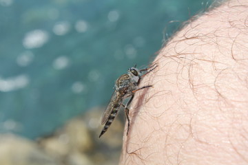 insecte sur ma jambe