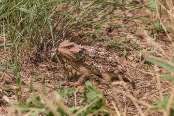 Arizona Horned toad