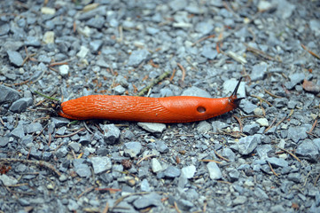 Rote Wegschnecke