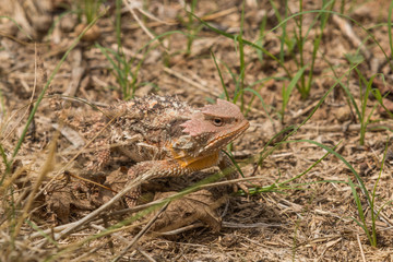 Arizona Horned toad