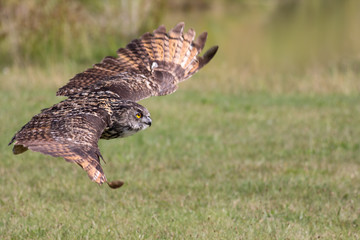 Silent hunter. Eagle owl gliding at ground level. Bird of prey stealth hunting.