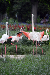 Flamingos 