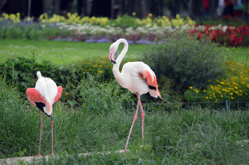 Flamingos 
