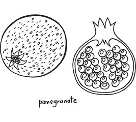 Pomegranate coloring page. Graphic vector black and white art for coloring books for adults. Tropical and exotic fruit line illustration.