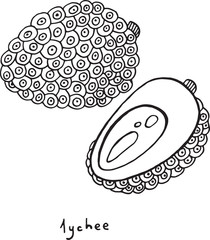 Lychee coloring page. Graphic vector black and white art for coloring books for adults. Tropical and exotic fruit line illustration.