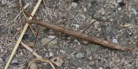 Stickbug