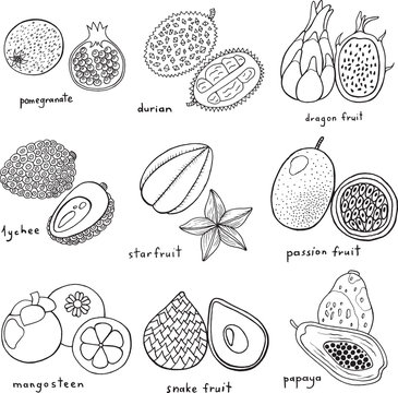 Black and white hand drawn set with tropical exotic fruits. Vector art monochrome coloring page