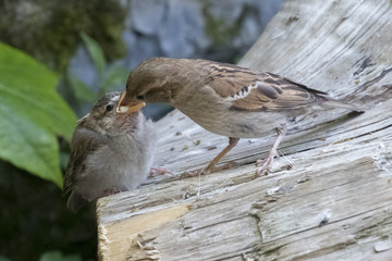 Sparrow female feeds her little one