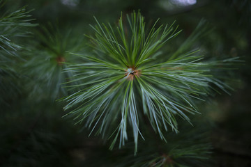 Pine Leaf (soft focus)