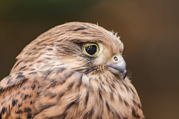 Pustułka zwyczajna, Falco tinnunculus.