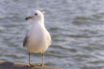 seagull closeup