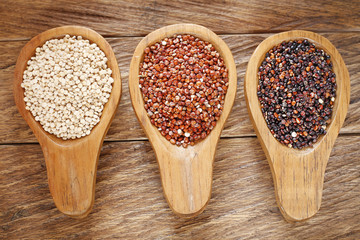 Seeds of white, red and black quinoa - Chenopodium quinoa