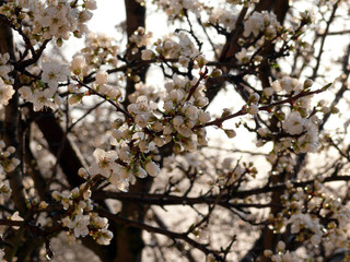 Flowers of cherry blossoms after the rain