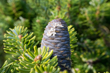 Coniferous tree branch
