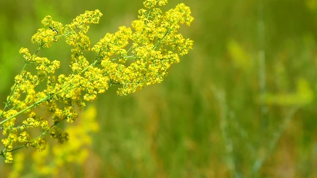 Yellow blooming wildflowers , Galium verum