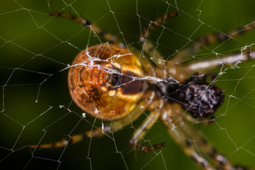 Spider's net macro