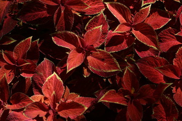 Red leaves in the sun