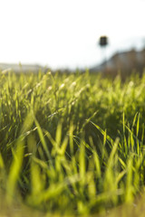 Grass field at golden hour