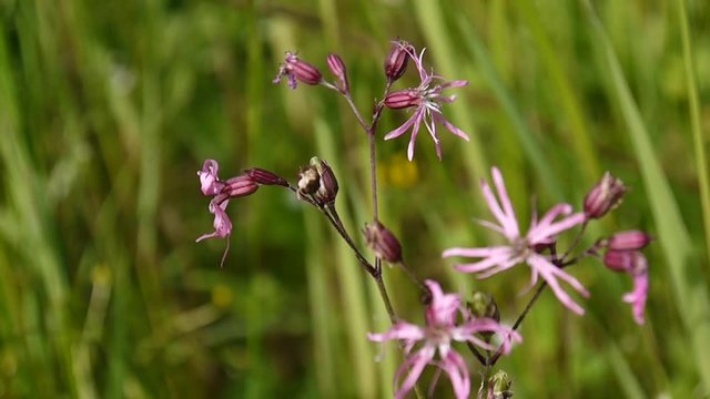 Ragged Robin. Lychnis flos cuculi extreme close up in the field, European plants.