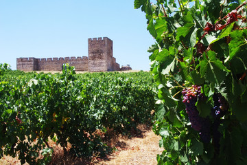 Fototapeta na wymiar grapevines and an old castle, Alentejo, Portugal.