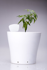 young cannabis clone plant with small roots, in white pot