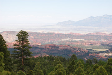 pine tree forest and red rocky mountains