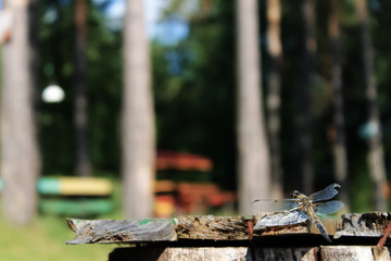 A dragonfly sits on a bench in the background of trees