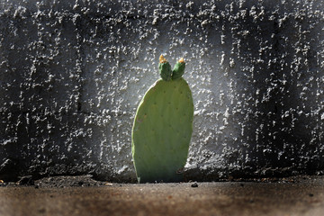 Opuntia ficus-indica Viikunaopuntia Ficodindia Opuncja Fico Xương Chumbera Φραγκοσυκιά...