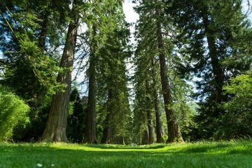 Obraz premium Line of tall trees path grass nature natural