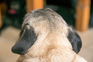 Pug Carlino dog looking straight, from behind showing back and rear torso