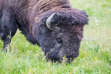 Fototapeta premium Large Bison Feeding in the Meadow.