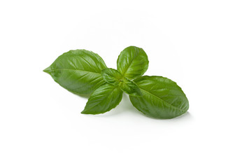Basil leaves on white background