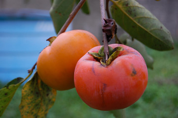 Caquizeiro com frutos maduros