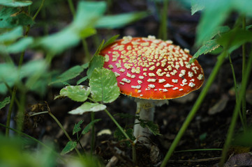 fly-agaric, amanita, muscaria, mushroom, poisonous, red, .green, autumn, agaric, leaf, mycology, grass, fungi, nature, mottled mushroom, background