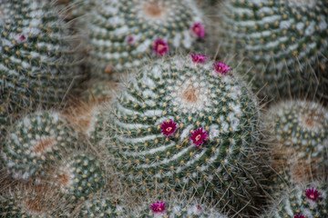 cactus plants and greenery